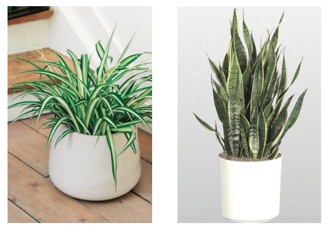décoration plantes