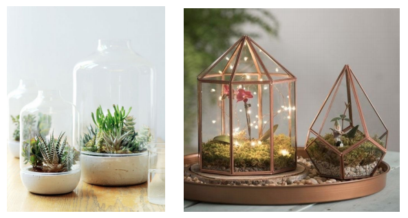 plantes terrarium